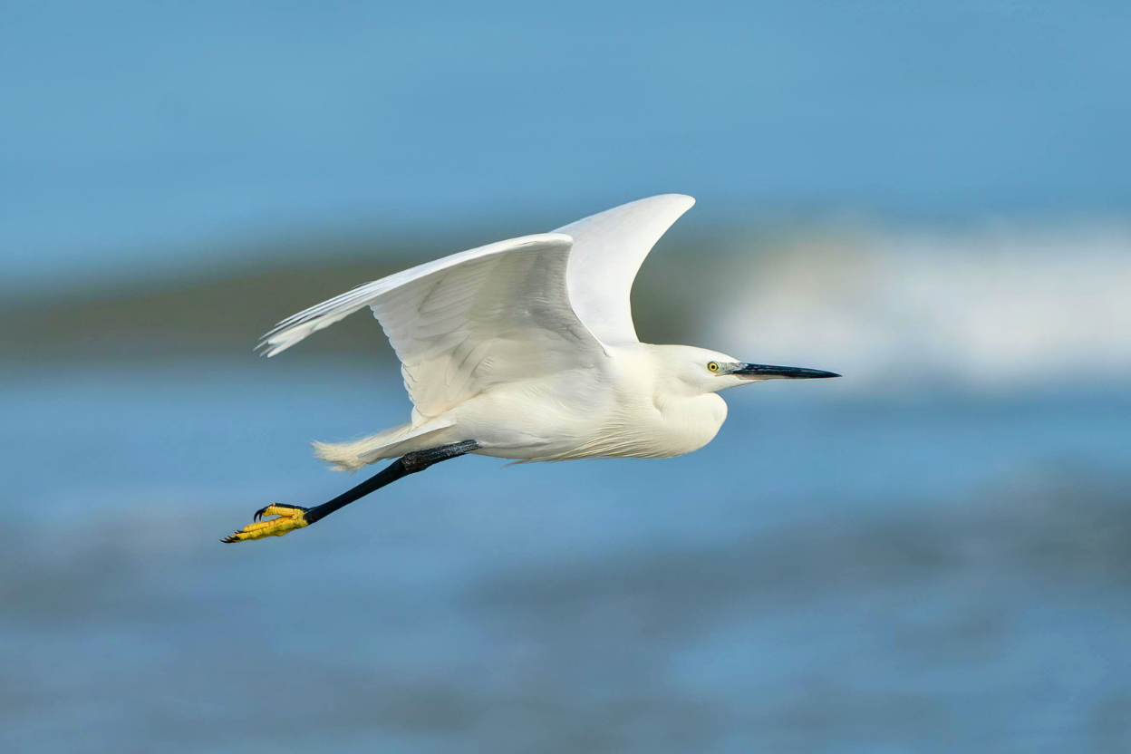 A Little Egret in breeding plumage with two long nape plumes, standing among Snowy Egrets on a coastal marsh.