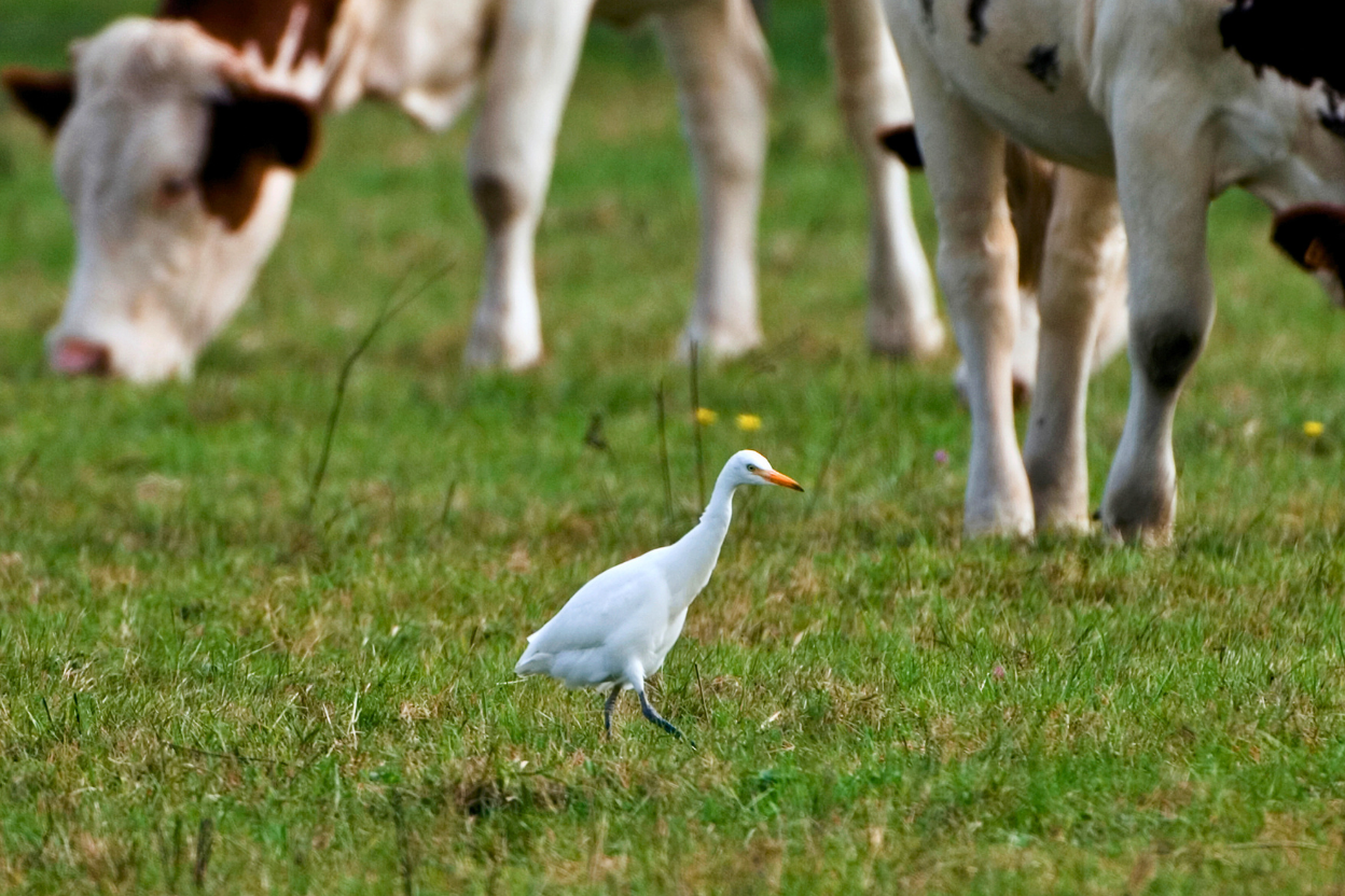A Western Cattle-Egret foraging in a green pasture among grazing cattle.