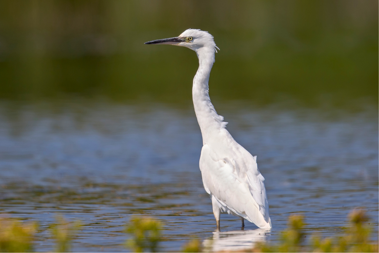 A Little Egret showing gray lores and two long thin nape plumes, standing in shallow water.