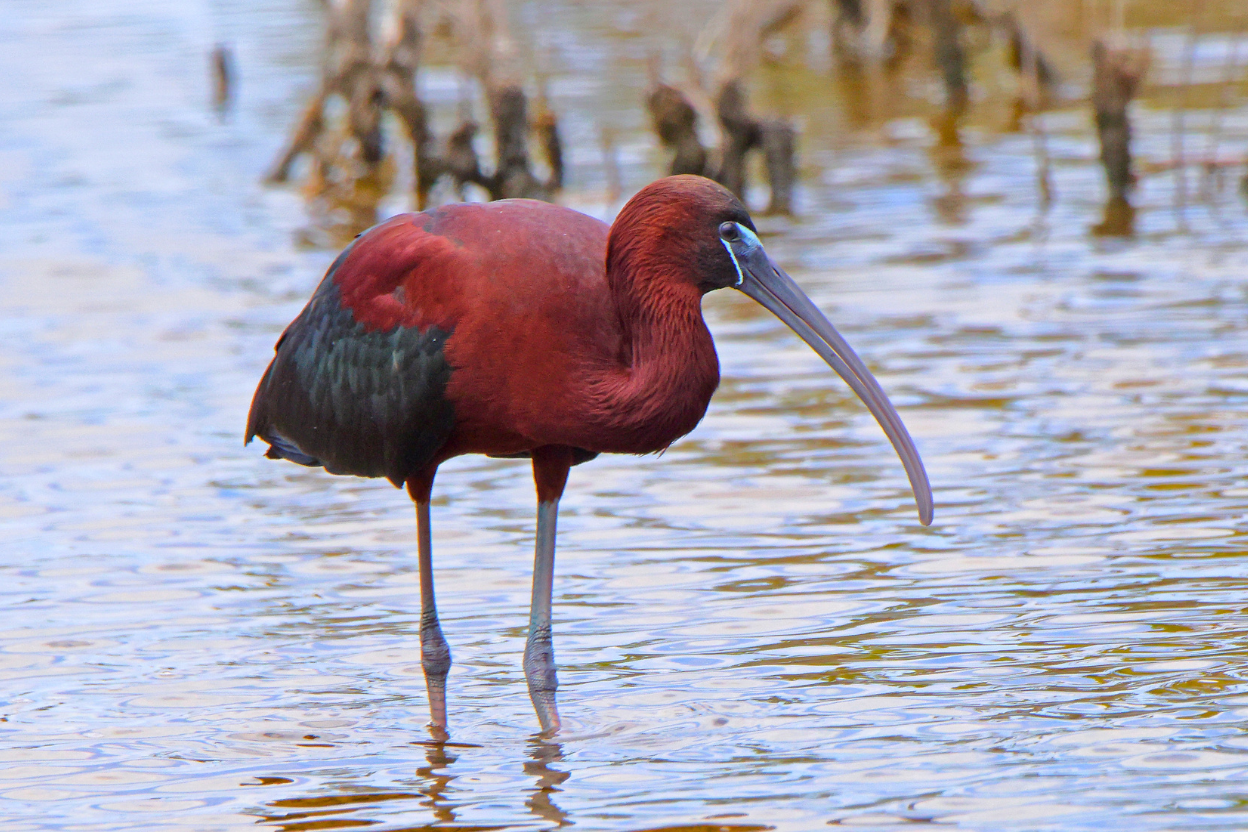 A breeding Glossy Ibis showing its dark eye and pale blue facial border, feeding in a marsh.