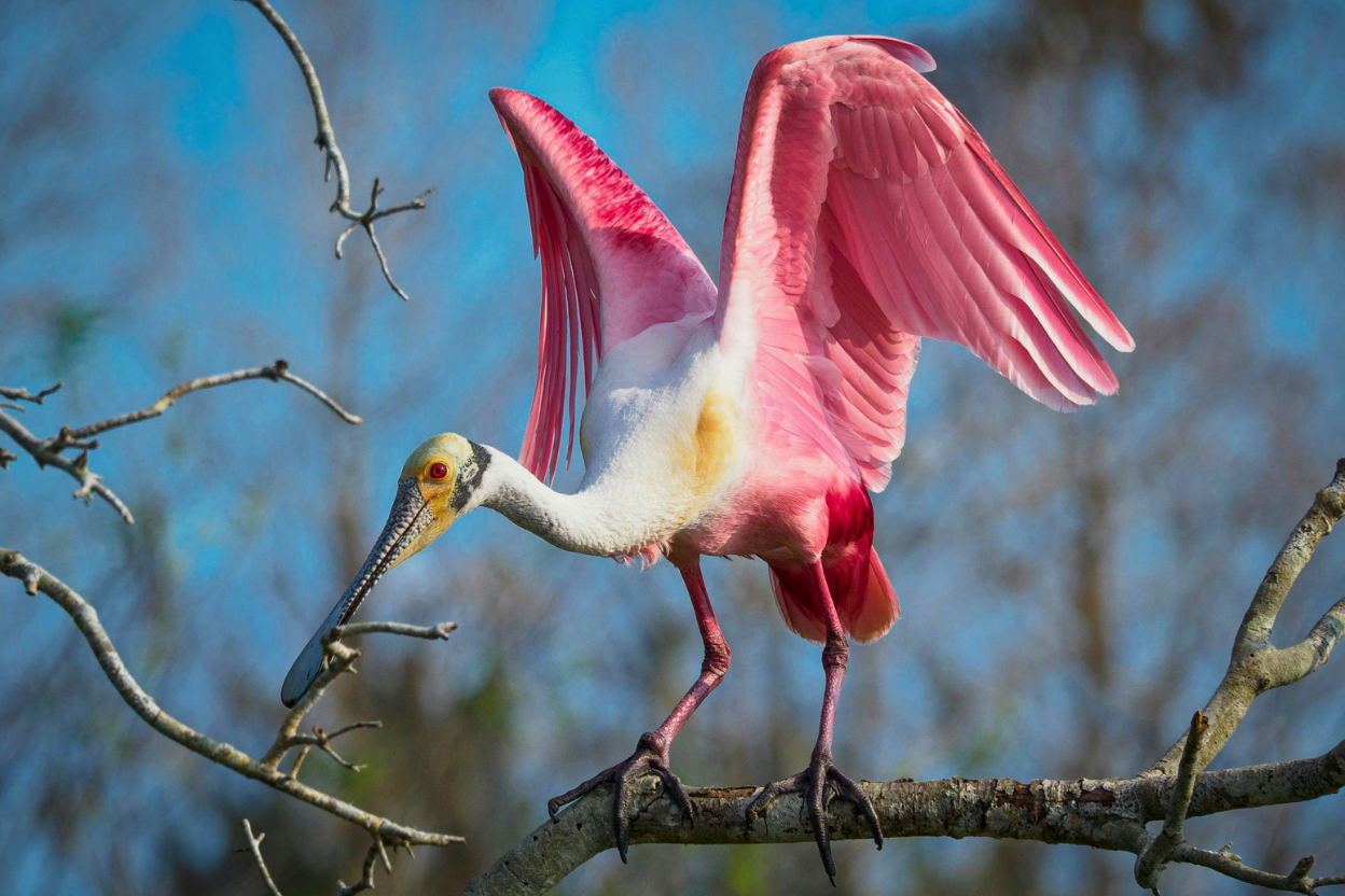 A Roseate Spoonbill wading in a coastal salt marsh, its spatulate bill unmistakable against the reeds.