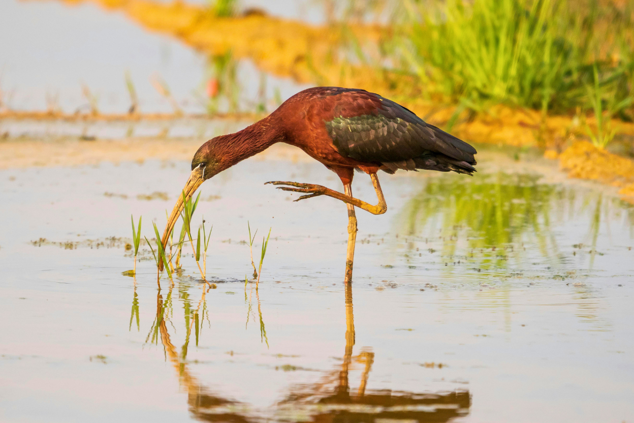 A Glossy Ibis feeding in a coastal salt marsh at the northern edge of its expanding North American range.