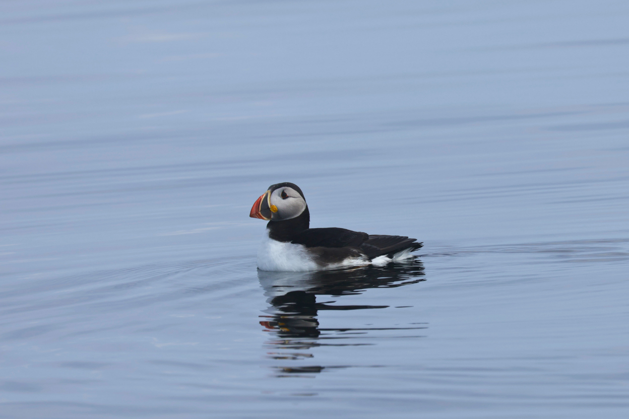 An Atlantic puffin sitting on the water of the St. Lawrence estuary
