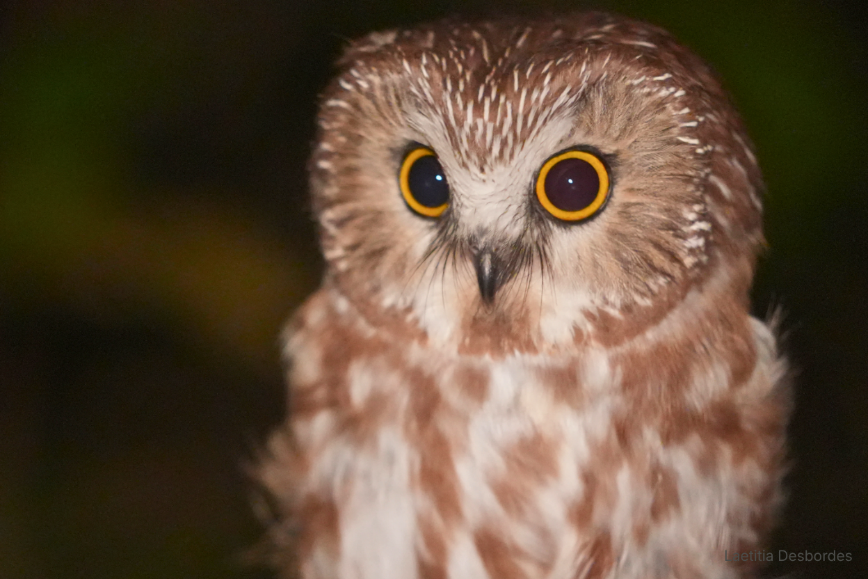 A Northern Saw-whet Owl held during permitted banding operations, showing its facial disc and yellow eyes under a headlamp