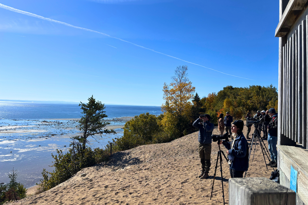 Birders watching migrating raptors from the Yvan-Duchesne lookout above the Tadoussac dunes and the St. Lawrence estuary