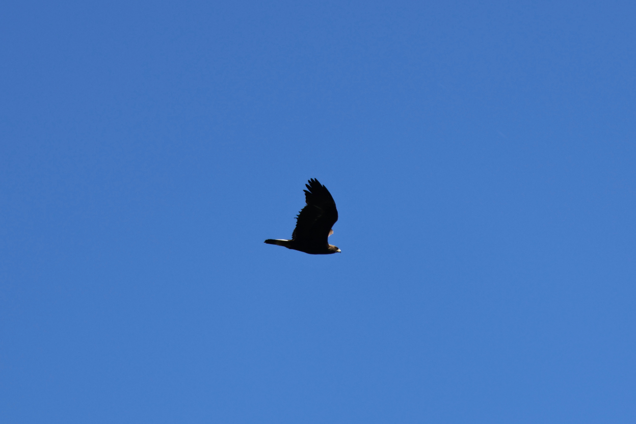 Migrating golden eagle over the sand dunes at Tadoussac with the St. Lawrence estuary and the mouth of the Saguenay fjord below