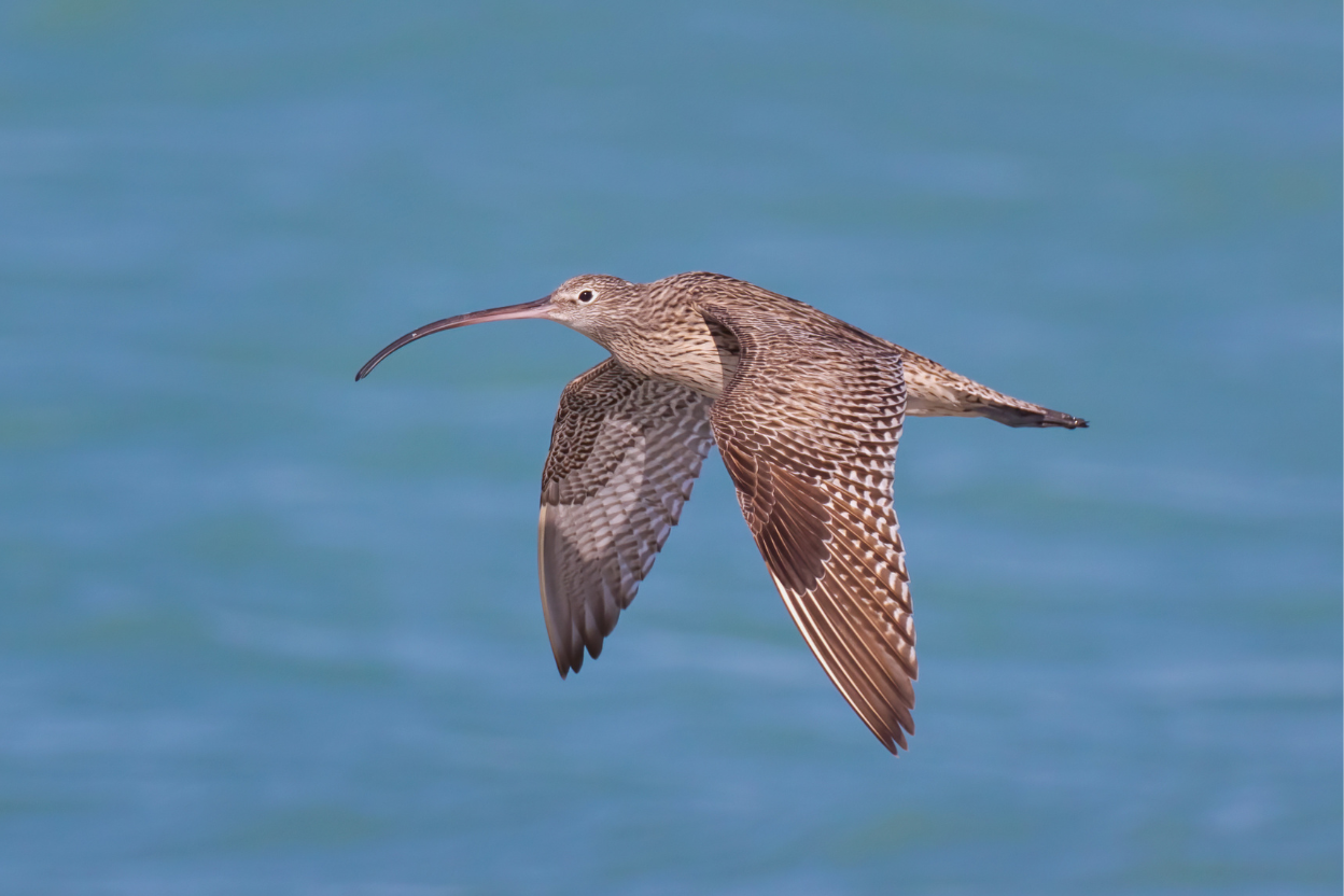 A very large brown curlew with a long decurved bill flying.