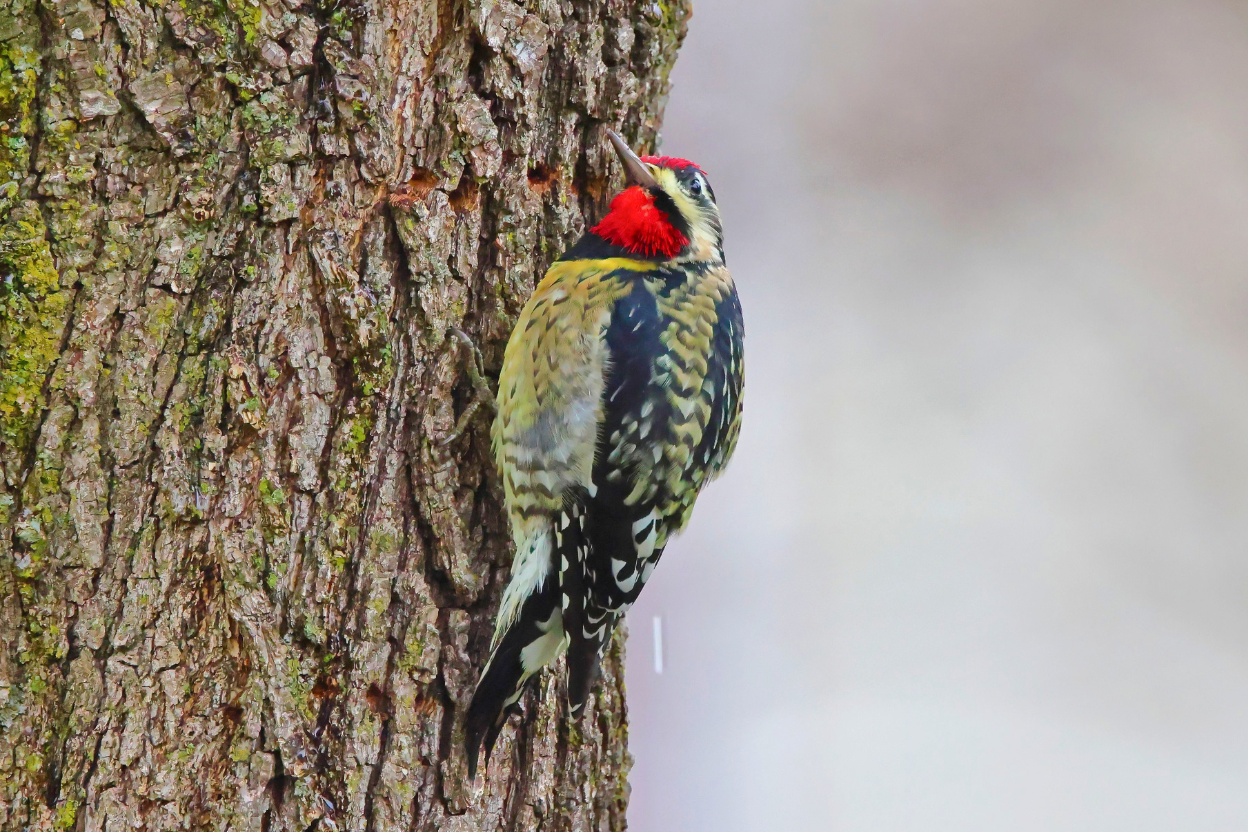 A male Yellow-bellied Sapsucker clinging to a lichen-covered tree trunk in early spring