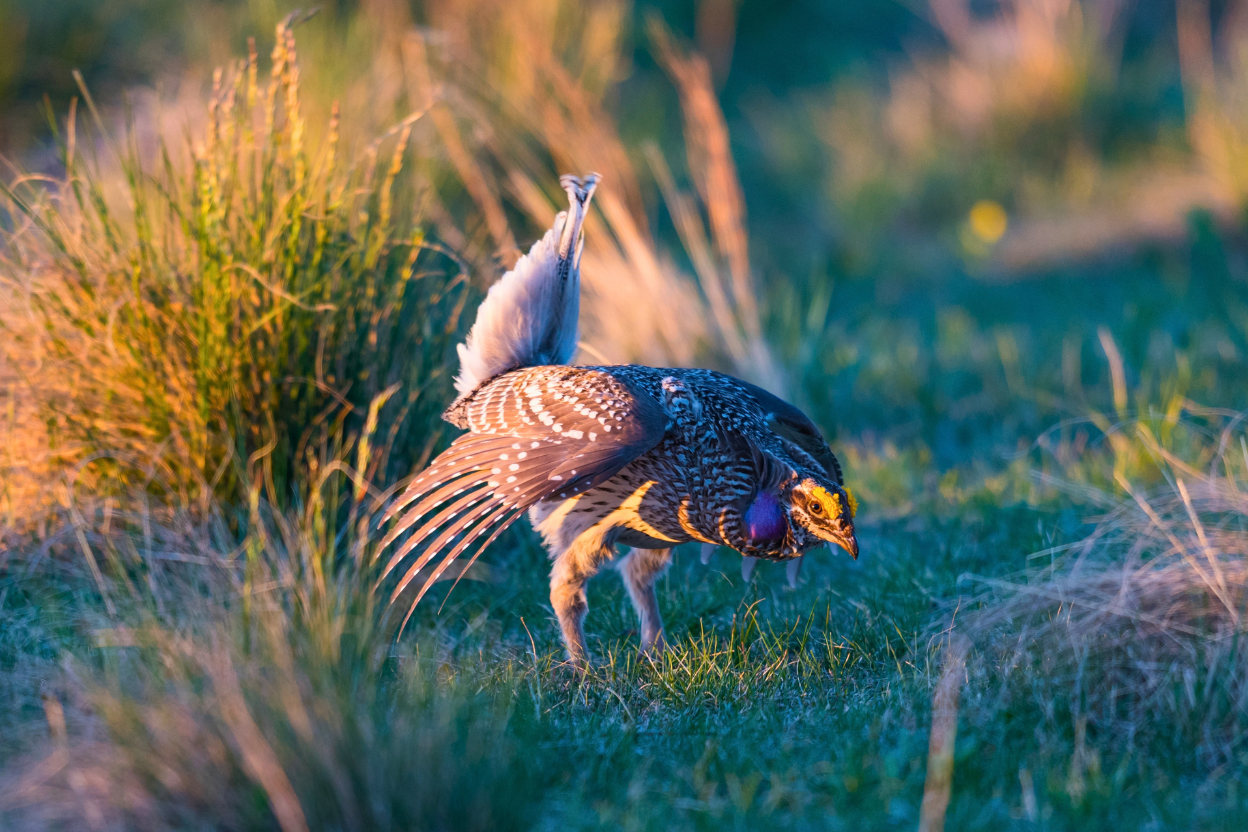 A male Sharp-tailed Grouse displaying at sunrise on a grassy lek, tail raised, wings drooped and purple neck sac inflated