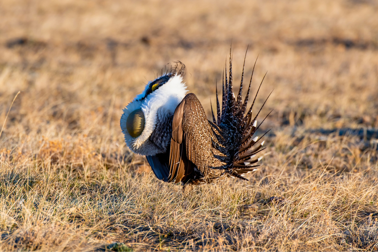 A male Greater Sage-Grouse in full strut on a sagebrush lek, spiky tail fanned and white chest ruff spread around an inflated yellow air sac