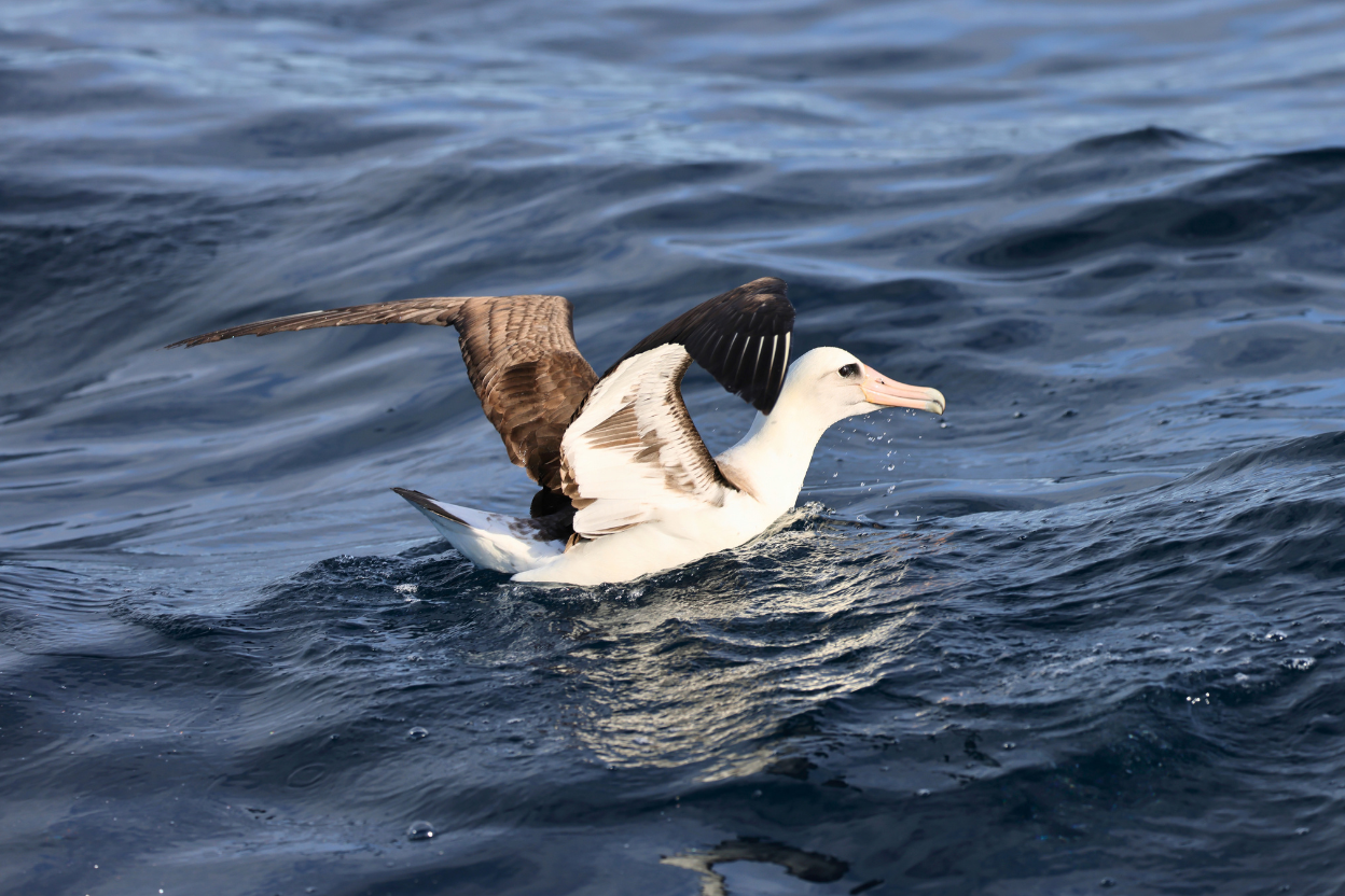 A Laysan Albatross resting on the open sea with its wings half raised
