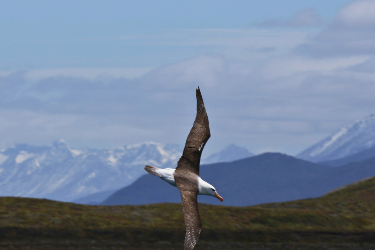 A Black-browed Albatross gliding on long narrow wings with snow-covered mountains behind