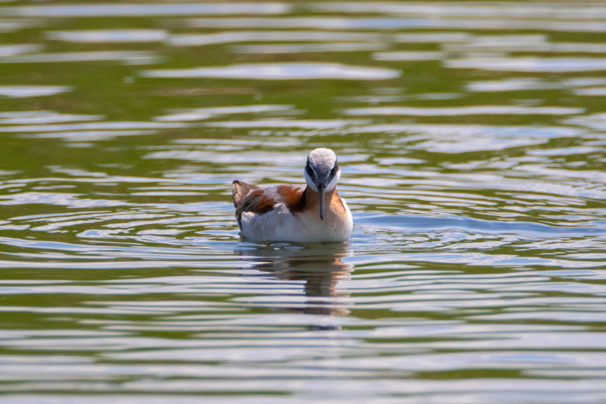 A Wilson's Phalarope in breeding plumage swimming on calm green water