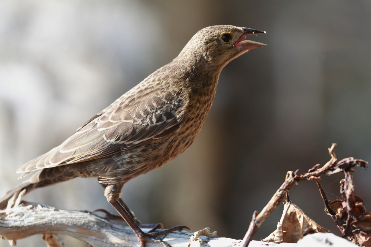 A streaky brown Brown-headed Cowbird calling with its bill open, perched on a frost-covered branch