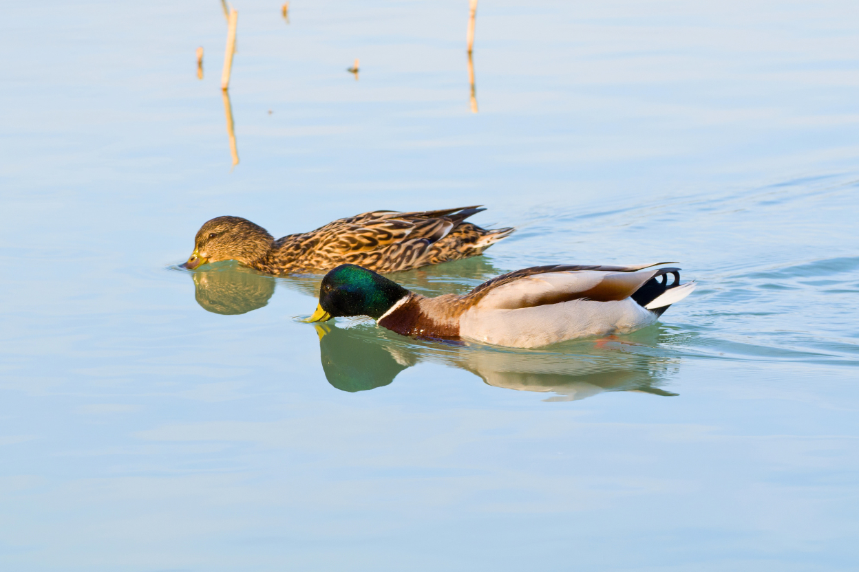 A pair of Mallards swimming on calm water, the drake close behind the female