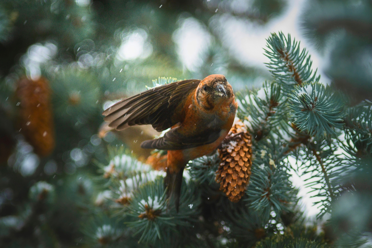 A male Red Crossbill gripping a spruce cone with wings raised as snow falls through the conifer