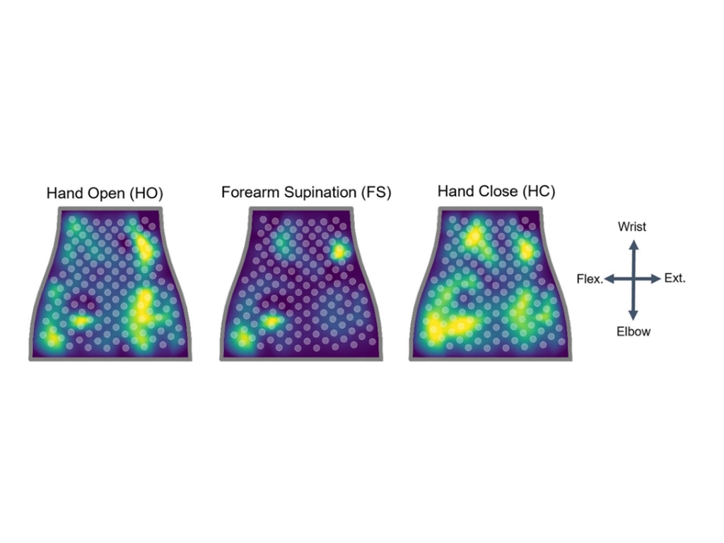 Normalized RMS activity mapped to the sleeve orientation, with a legend showing the orientation of the sleeve mapping (fex.=fexors, ext.=extensors). Note the location of EMG activity is spatially located near the related musculature for each of the 3 movements.