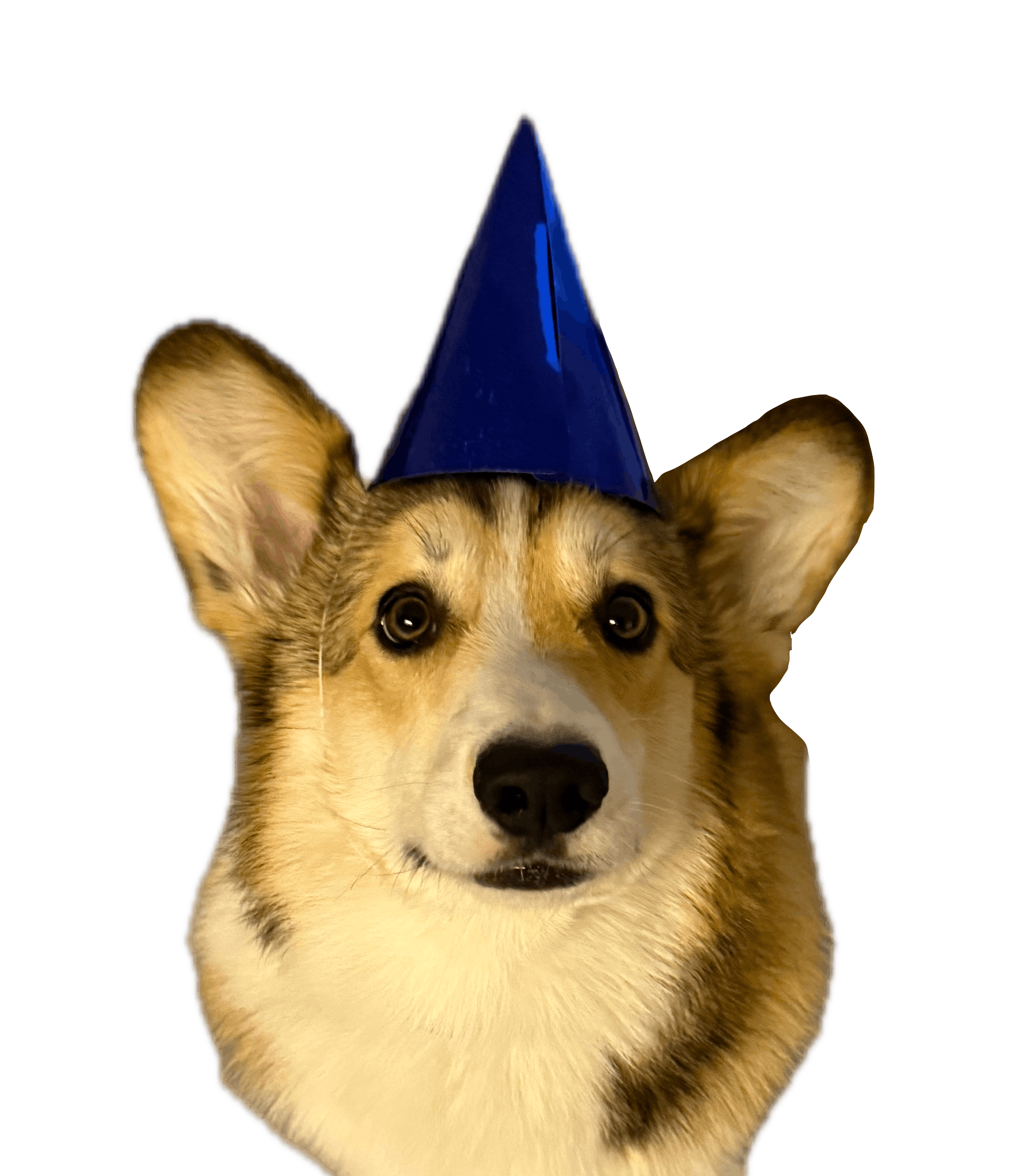 Corgi in a magic hat