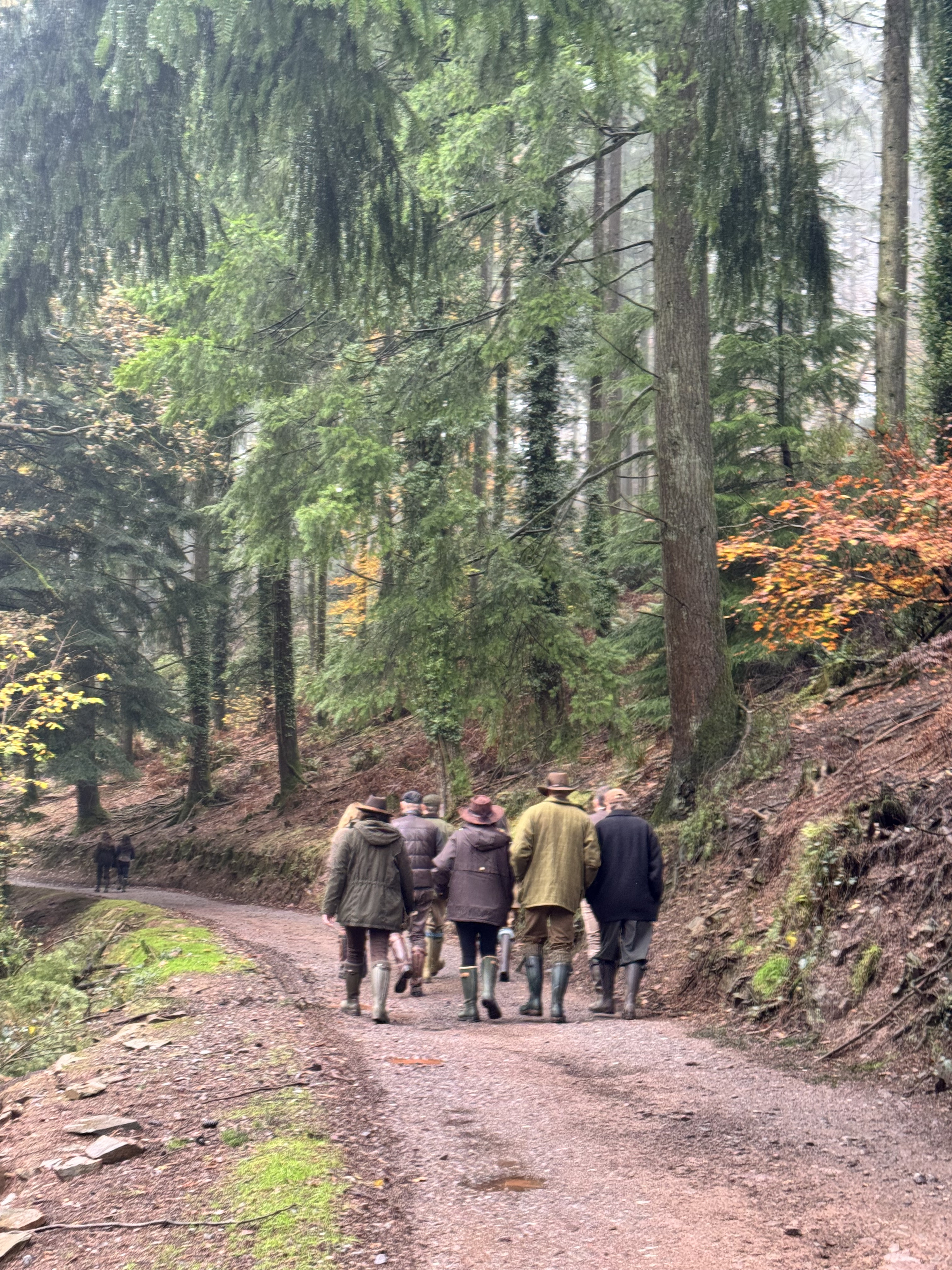 A shooting party walking up a forest track in autumn, seen from behind.
