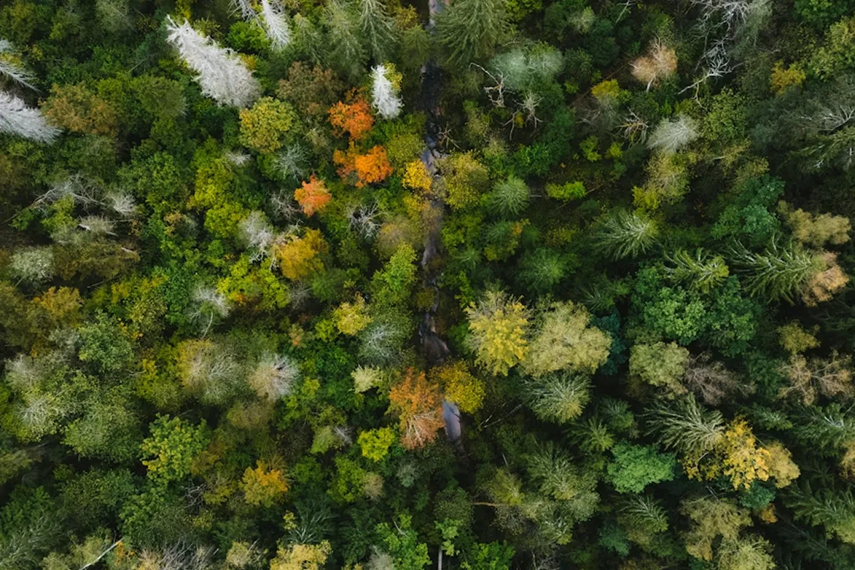 Aerial view of a dense forest canopy with autumn colour.