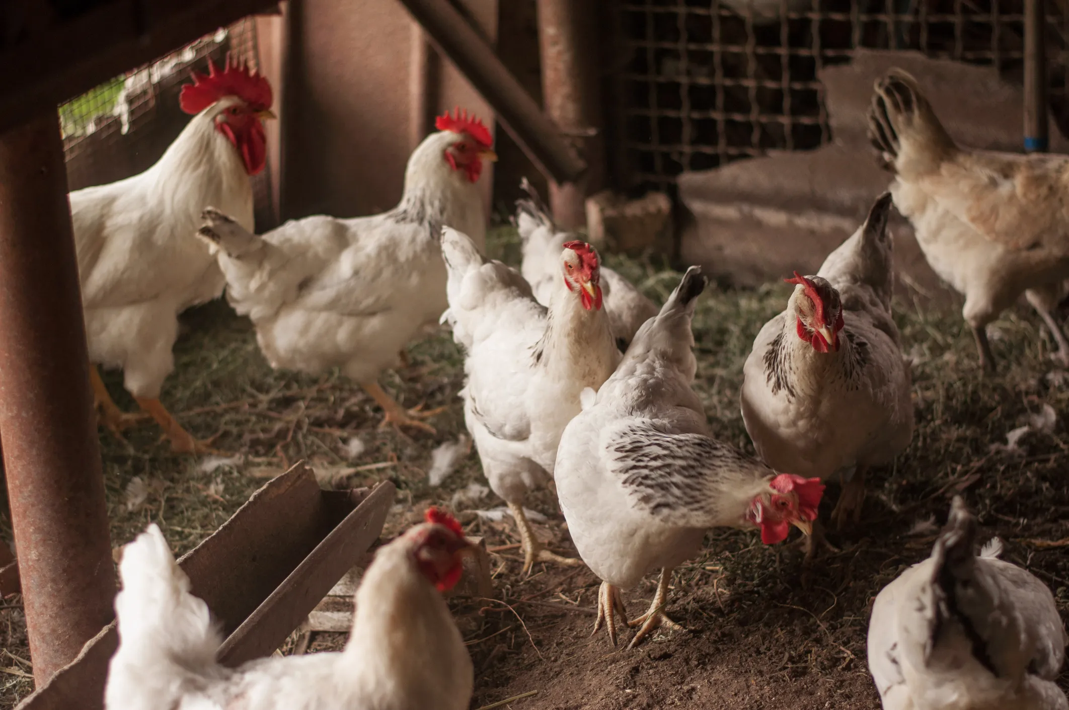 Animal Welfare