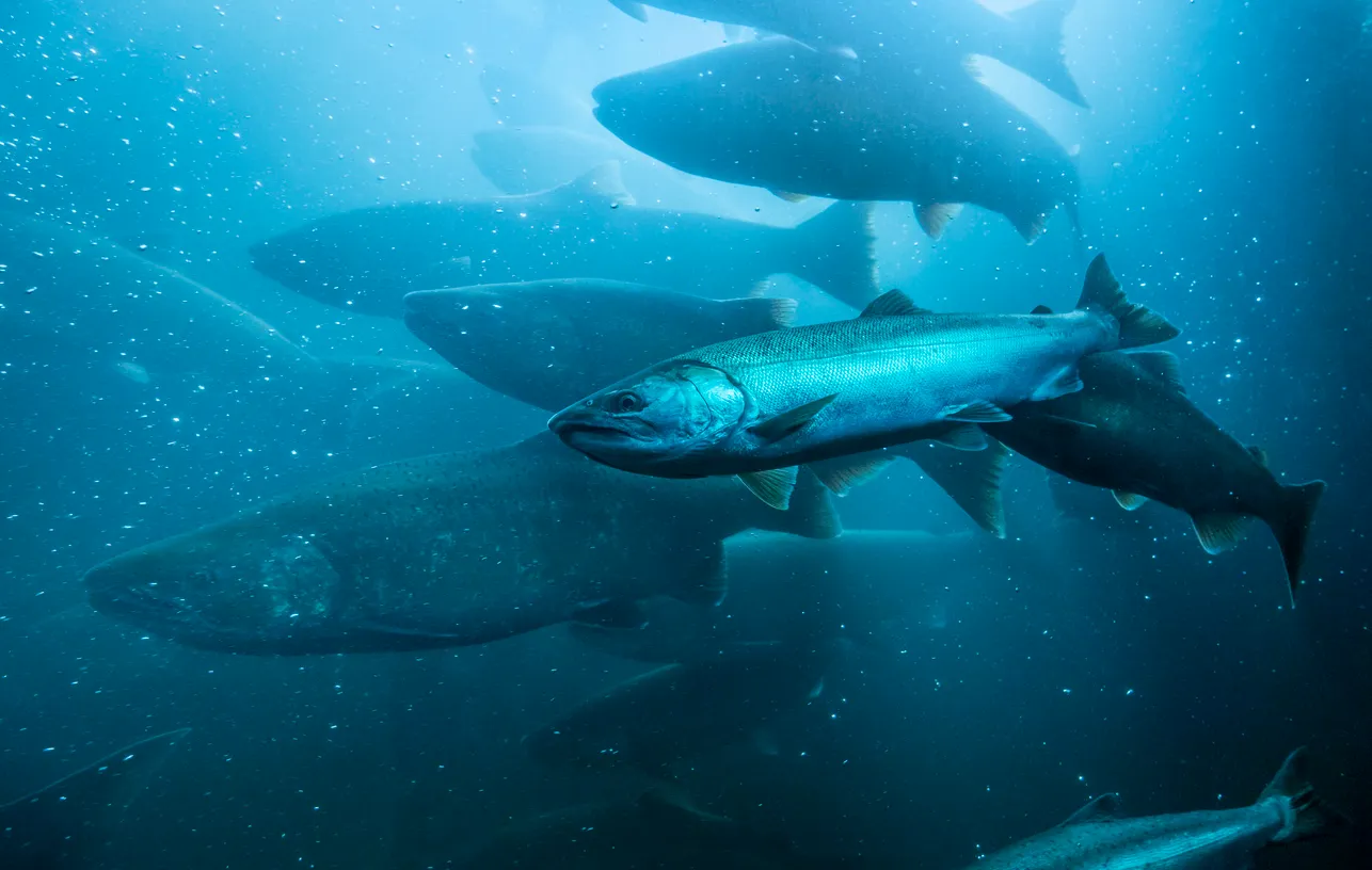 Fish and Seafood