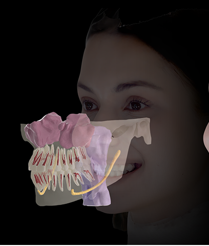 Profile of a woman smiling with translucent dental and jaw anatomy overlay showing teeth and nerves.