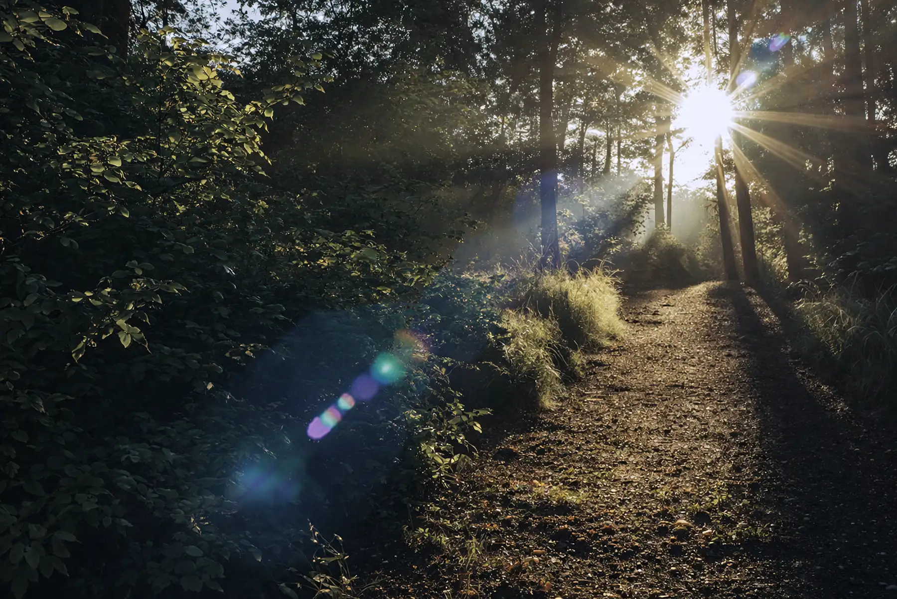 Melanie Wörmcke - Karriere-Coaching Motiv - Waldweg mit Sonnenstrahlen