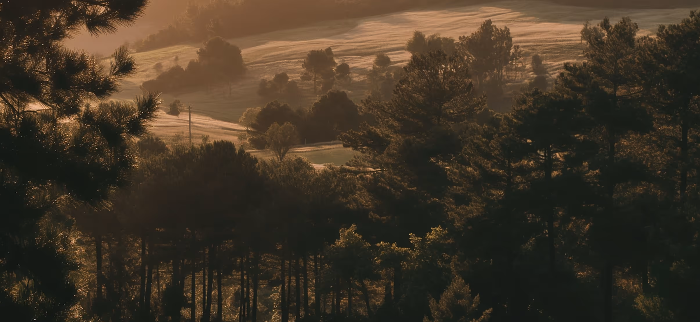 Dense forest with sunlight casting warm golden light on tree tops and grassy fields in the background.