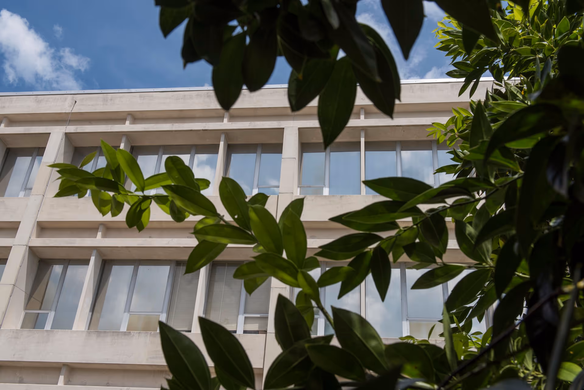 Modern building façade with large windows framed by green leafy branches under blue sky.