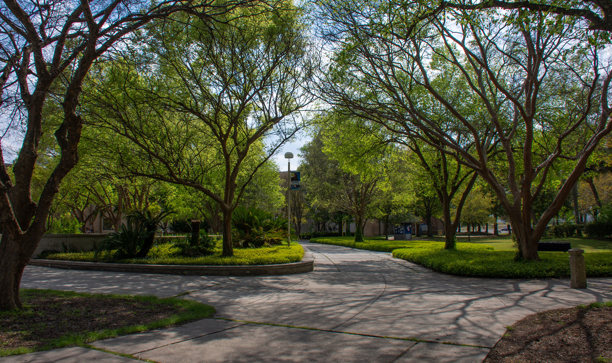 Tree-lined curved sidewalk with shadows on a sunny day in a park-like setting.