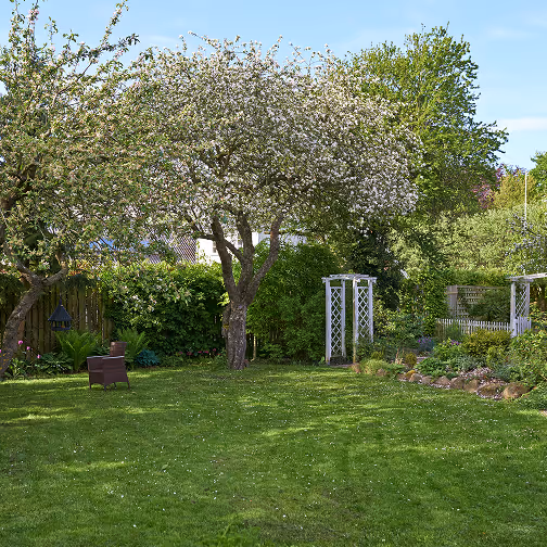 Tuin met bloeiende fruitboom, groen gazon, witte pergola's en diverse planten onder blauwe lucht.