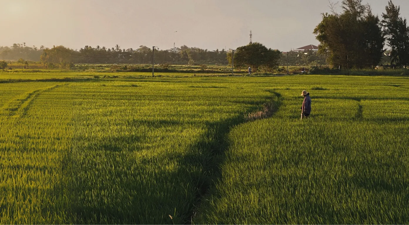 Person standing in a lush green rice field under soft sunlight with trees and buildings in the background.