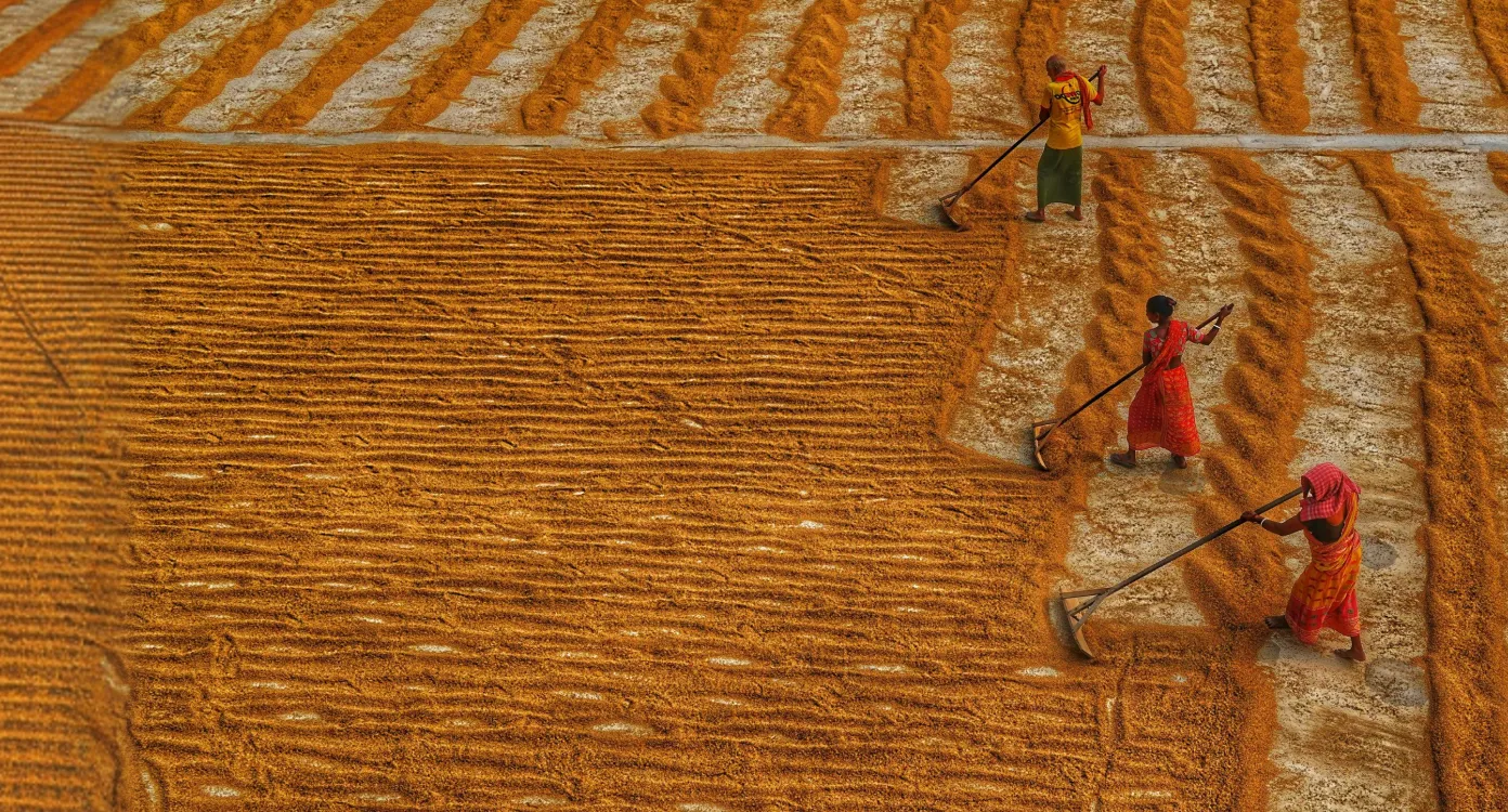 Three people spreading and drying grains on the ground using rakes in an agricultural field.
