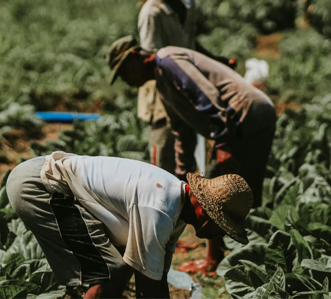 Three farmers bent over working in a leafy green vegetable field, one wearing a straw hat.