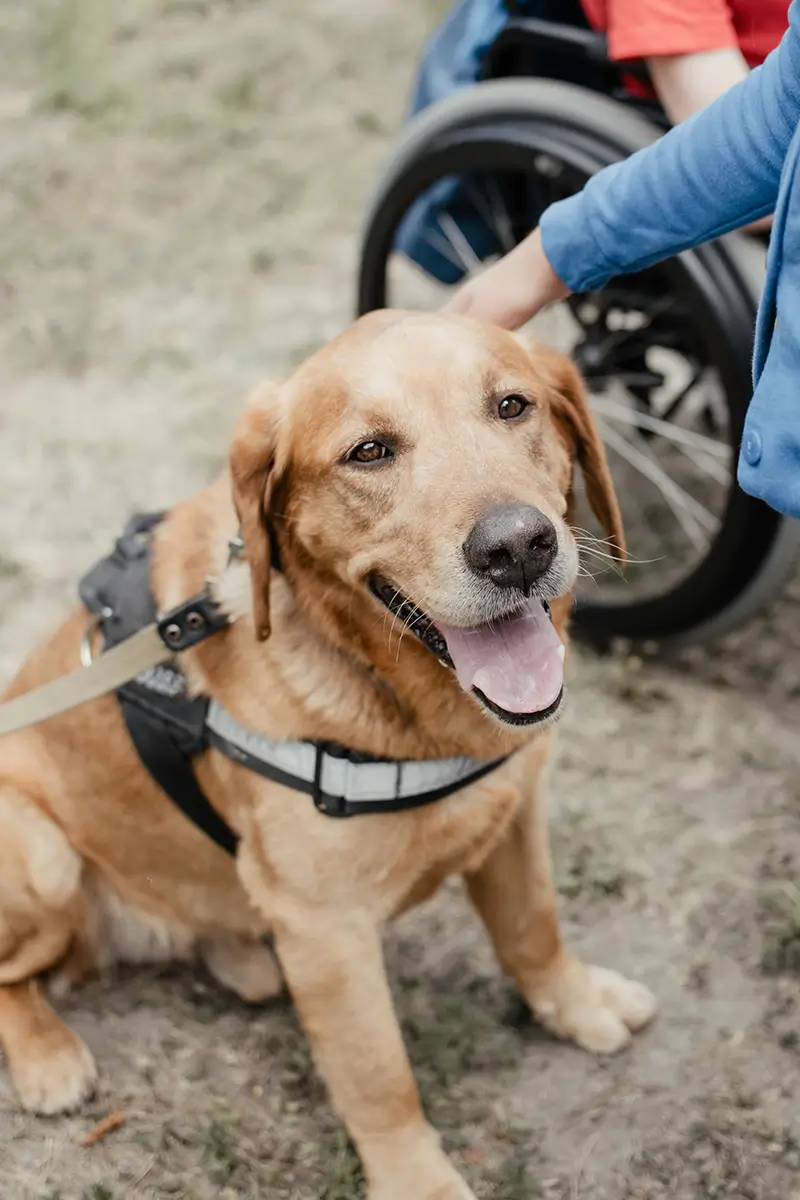 Golden retriever service dog with harness sitting on grass near a person in a wheelchair.