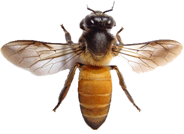 Close-up of a honeybee with translucent wings spread wide on a transparent background.