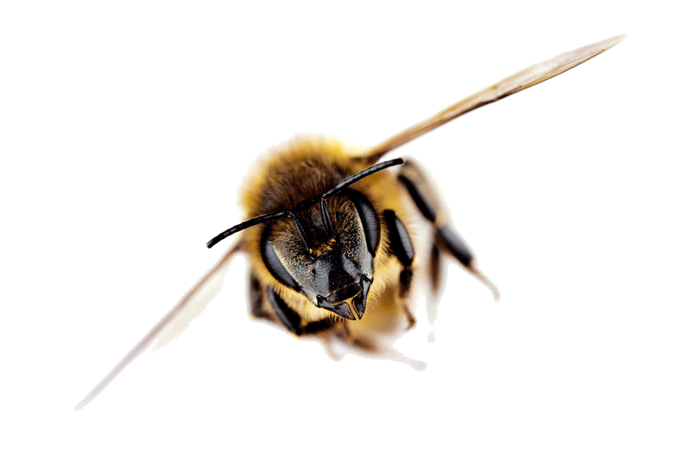 Close-up front view of a bee with wings spread flying toward the viewer.