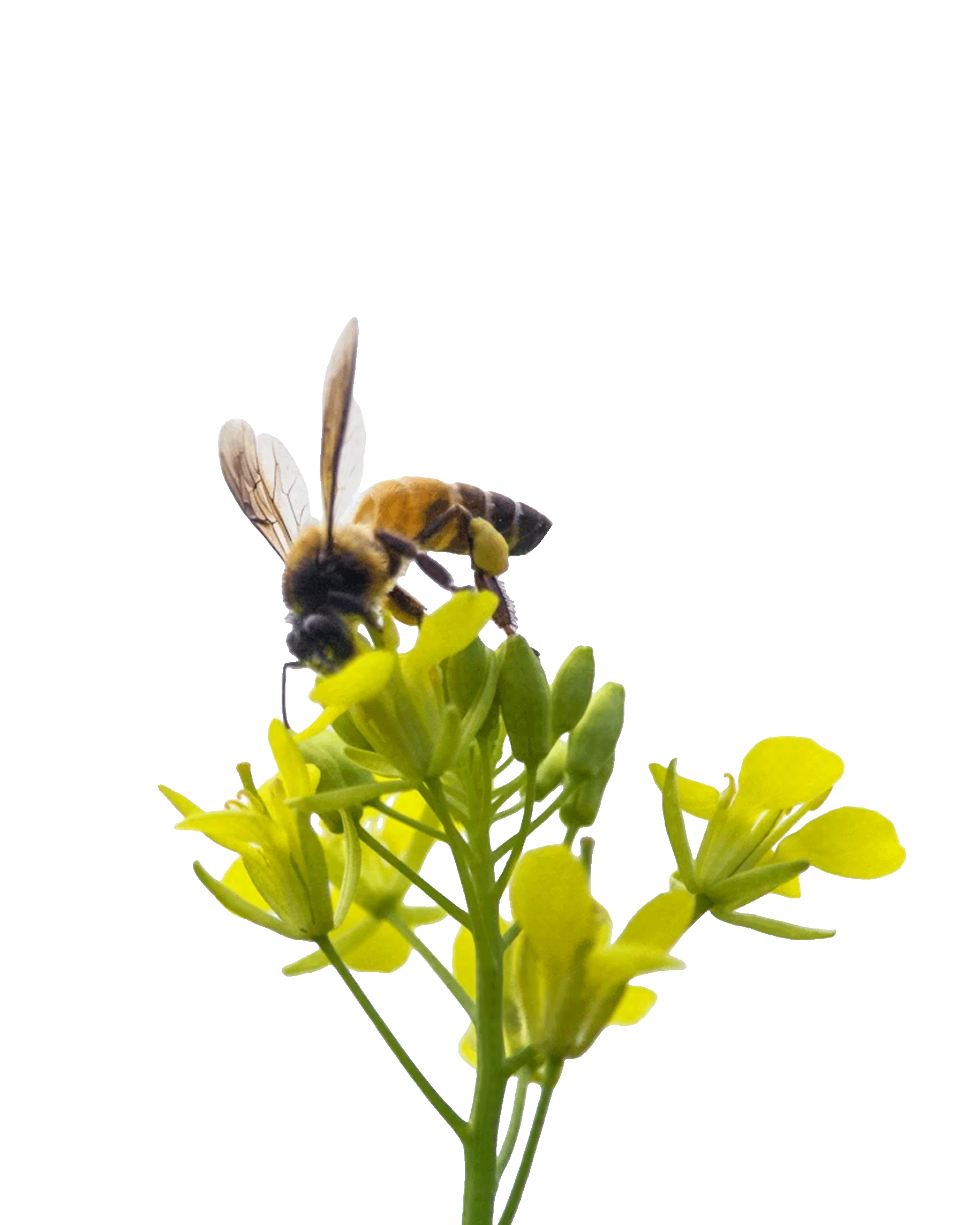 Honeybee collecting nectar from a cluster of small yellow flowers.