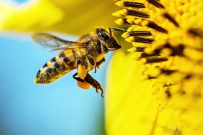 Honeybee collecting pollen from a bright yellow sunflower against a blue sky background.