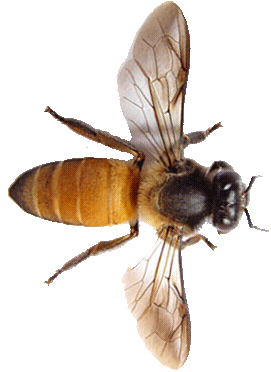 Top view of a honeybee with detailed wings and striped abdomen.
