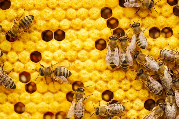 Honeybees working on honeycomb cells filled with honey and larvae.