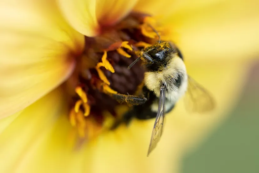 Close-up of a bee covered in pollen on the center of a yellow flower.