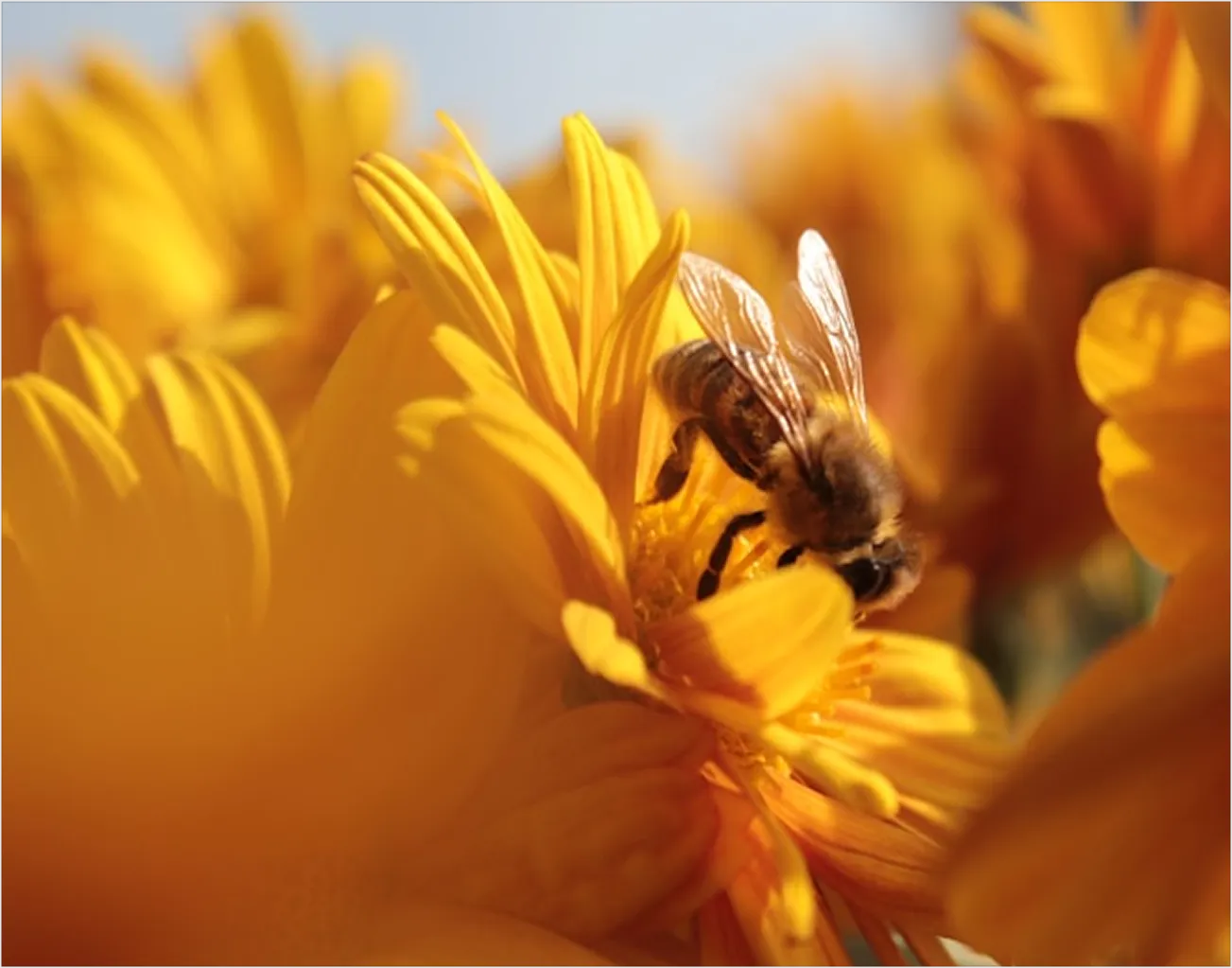 Close-up of a bee collecting nectar on a vibrant yellow flower in daylight.