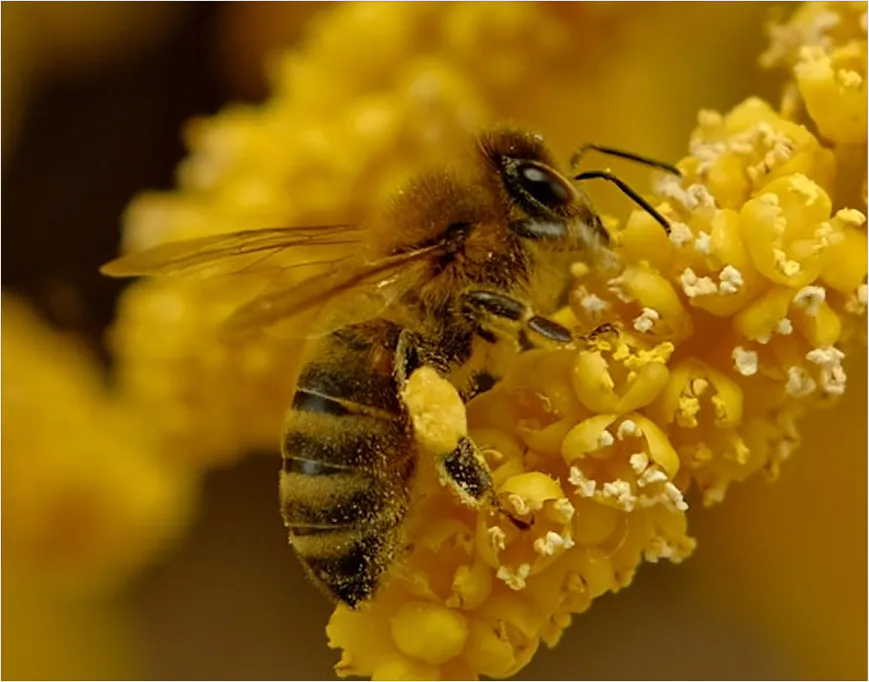 Close-up of a bee collecting nectar from a bright yellow flower.