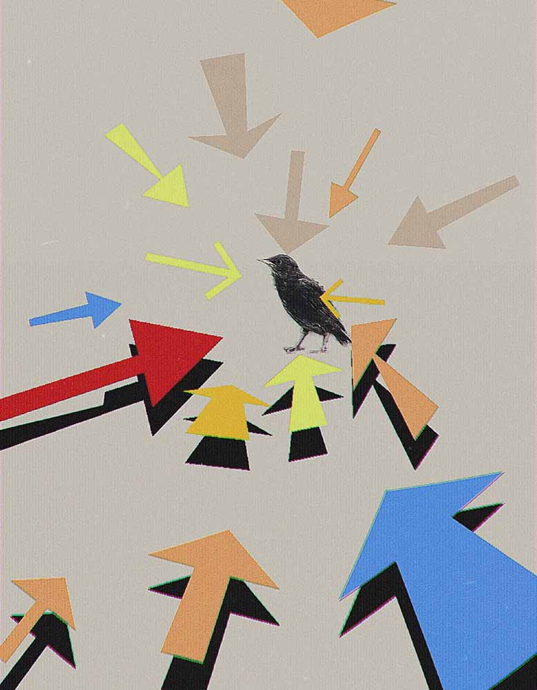 Textured bird animation with displacement maps