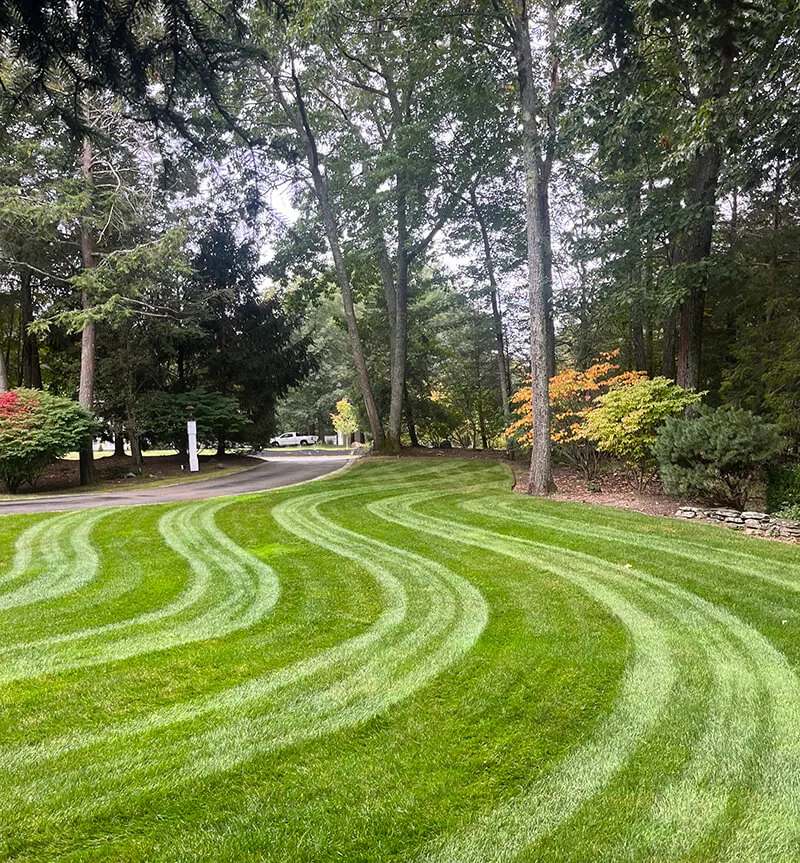 an image of a beautiful lawn
