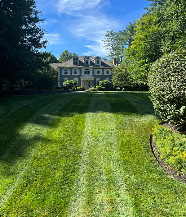 an image of a beautiful lawn