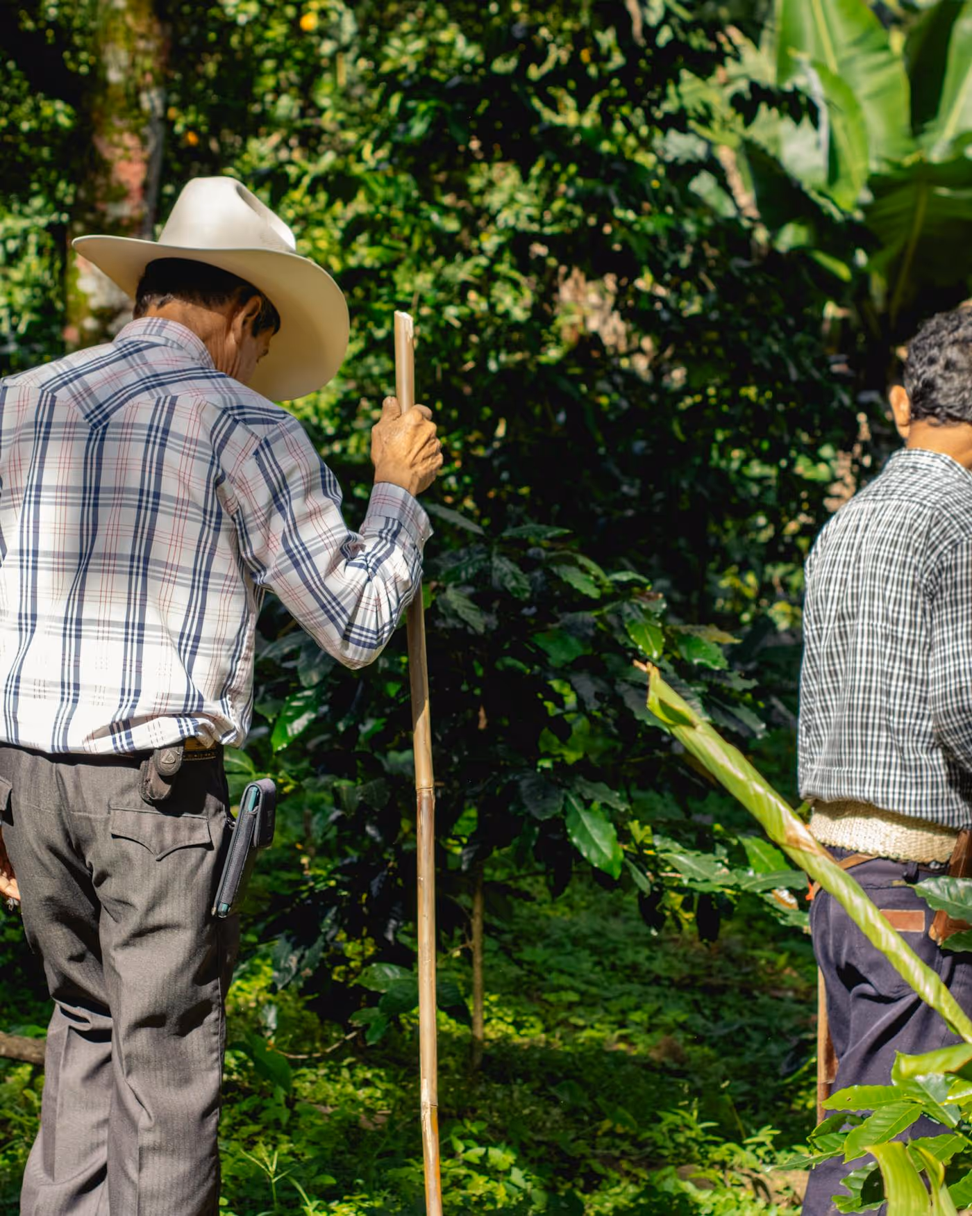 Farmer tending coffee plants at source