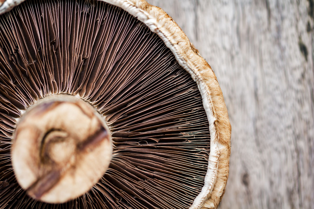 Roasted Portobello Mushrooms